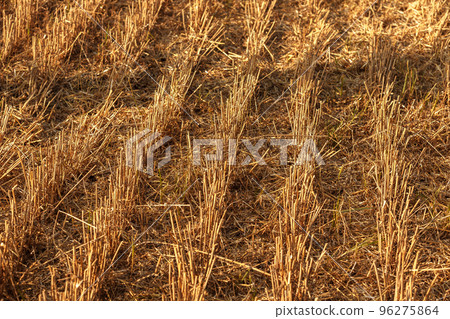Close up of ripe wheat ears. Beautiful backdrop of ripening ears of golden field. 96275864