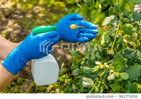 treatment in the garden of young shoots of roses from aphids, whiteflies and insect pests 96275936