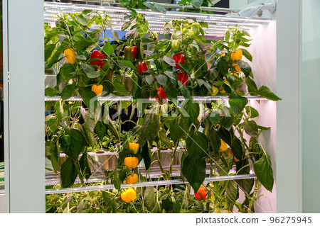 Growing peppers hydroponically under phytolamps Growing peppers hydroponically under phytolamps 96275945