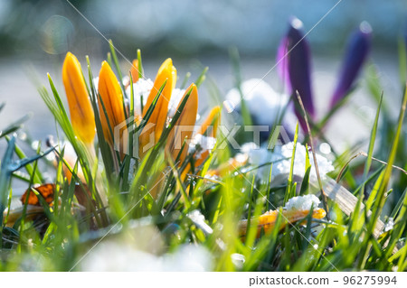 Yellow and purple closed crocus buds under under spring snow 96275994