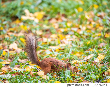 Squirrel in autumn hides nuts on the green grass with fallen yellow leaves Squirrel in autumn hides nuts on the green grass with fallen yellow leaves 96276041