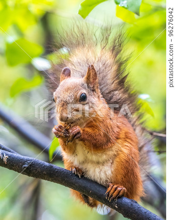 The squirrel with nut sits on tree in the autumn. Eurasian red squirrel, Sciurus vulgaris. The squirrel with nut sits on tree in the autumn. Eurasian red squirrel, Sciurus vulgaris. 96276042