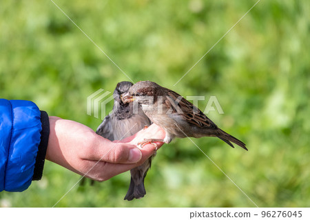 The boy feeds the birds with seeds from his hand. Sparrow eats seeds from the boy's hand The boy feeds the birds with seeds from his hand. Sparrow eats seeds from the boy's hand 96276045