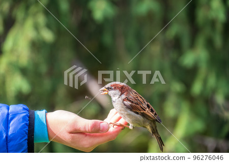 The boy feeds the birds with seeds from his hand. Sparrow eats seeds from the boy's hand 96276046