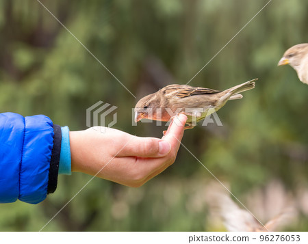 The boy feeds the birds with seeds from his hand. Sparrow eats seeds from the boy's hand The boy feeds the birds with seeds from his hand. Sparrow eats seeds from the boy's hand 96276053