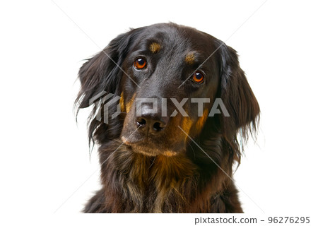 Hovawart dog portrait. Close-up shoot of a black Hovawart dog, isolated 96276295