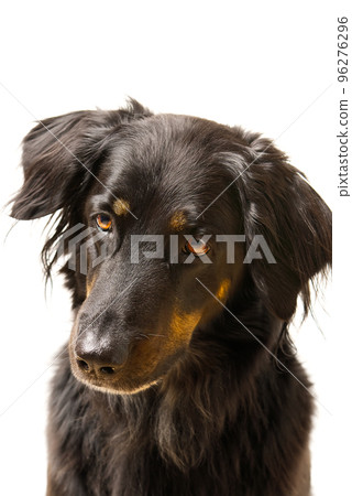 Hovawart dog portrait. Close-up shoot of a black Hovawart dog, isolated 96276296
