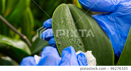Young woman cultivating flowers. Woman caring for house plant orchid. hands take care of plants. Indoor home garden plants 96276385