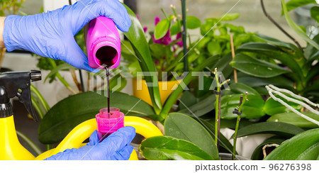 gardener fertilizer home orchid plants. houseplant care. woman watering orchid flowers. , housework and plants care concept. Home gardening 96276398