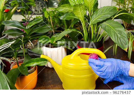 gardener fertilizer home orchid plants. houseplant care. woman watering orchid flowers. , housework and plants care concept. Home gardening gardener fertilizer home orchid plants. houseplant care. woman watering orchid flowers. , housework and plants care concept. Home gardening 96276437