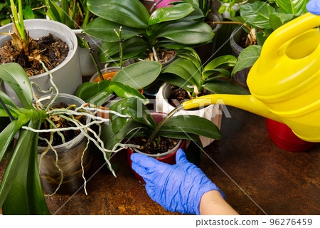 woman gardener watering orchid flowers athome. houseplant care. housework and plants care concept. Home gardening, love of plants and care. 96276459