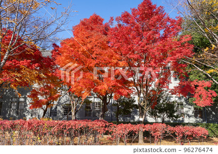 Matsumoto City, Nagano Prefecture, Agata no Mori Park, autumn leaves season Matsumoto City, Nagano Prefecture, Agata no Mori Park, autumn leaves season 96276474