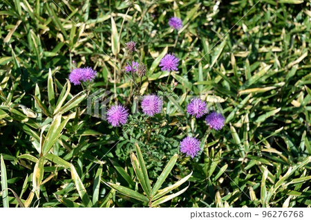 Flower of Tham Lingau Flower of Tham Lingau 96276768