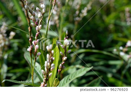 Flowers of white flower sakuratade 96276920