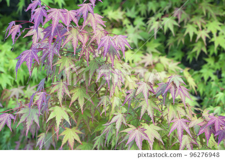 multicolored shrub leaves close-up as a background multicolored shrub leaves close-up as a background 96276948