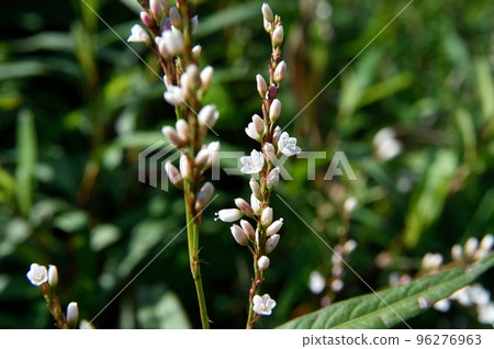 Flowers of white flower sakuratade 96276963