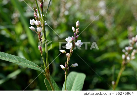 Flowers of white flower sakuratade 96276964