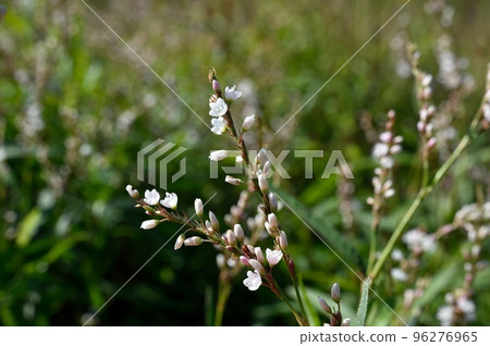 Flowers of white flower sakuratade 96276965