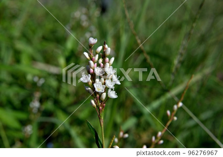 Flowers of white flower sakuratade 96276967