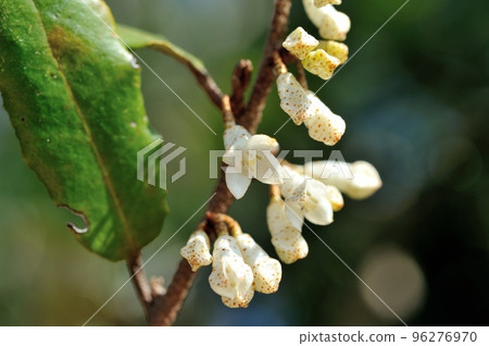 Nunbushi gorgeous flowers 96276970