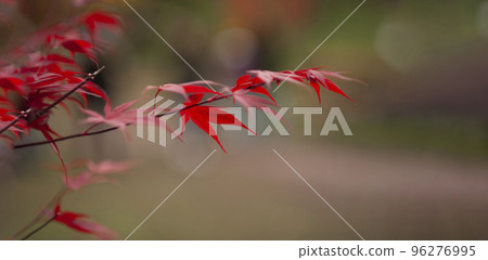 Red maple leaves on a homogeneous background. Red maple leaves on a homogeneous background. 96276995