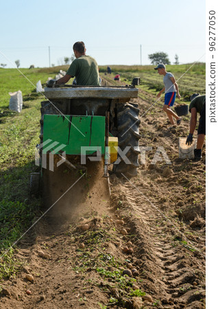 Harvesting in the village, harvesting potatoes with a tractor with a plow and a vibrating screen. 96277050