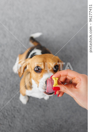 beagle dog training, top view of a thoroughbred dog. the cute pet executes the sit command. dog food and animal clothing 96277451