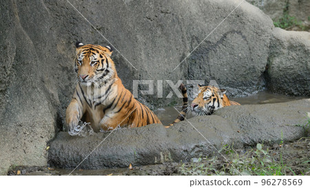Siblings of the Amur tiger jumping out of the pond 96278569