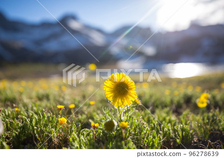 Wildflowers 96278639
