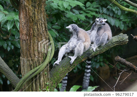 Ringtail lemur looking around in singapore zoo Ringtail lemur looking around in singapore zoo 96279017