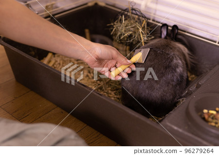 Grooming undercoat of bunny rabbit close up. Combing out rabbit fur brush. Hygiene and care for animals concept 96279264