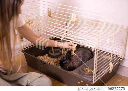 Grooming undercoat of bunny rabbit. Combing out rabbit fur brush. Hygiene and care for animals concept Grooming undercoat of bunny rabbit. Combing out rabbit fur brush. Hygiene and care for animals concept 96279273