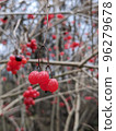 Red round fruits on tree branch. Vibunum opulus. 96279678