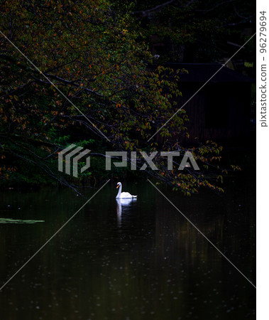秋天的天鵝池 秋天的天鵝池 96279694