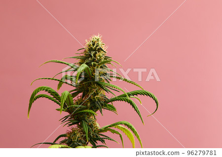 Flowering Medical Marijuana or CBD Cannabis Plant with Buds on Pink Background Flowering Medical Marijuana or CBD Cannabis Plant with Buds on Pink Background 96279781