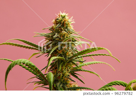 Flowering Medical Marijuana or CBD Cannabis Plant with Buds on Pink Background Flowering Medical Marijuana or CBD Cannabis Plant with Buds on Pink Background 96279782