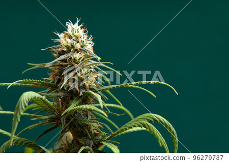 Macro a cannabis flower with the formula THC CBD CBN, CBD Chemical Formula. Concept of herbal alternative medicine, cbd oil, pharmaceutical industry. 96279787