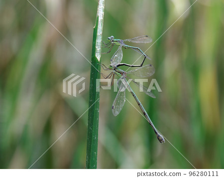 Copulation of the giant blue dragonfly 96280111