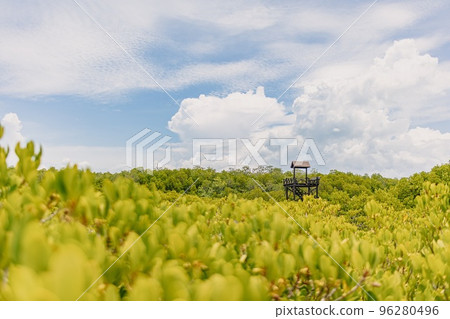 Green field of Mangrove forest in Thailand. Concept of nature. 96280496