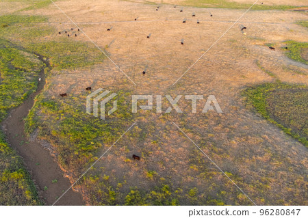 Top aerial panoramic view of green steppe or meadow in summer, landscape with trees and bushes, drought. 96280847