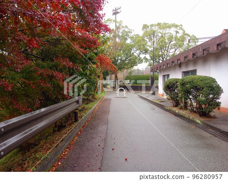 秋天的樹木在公園 秋天的樹木在公園 96280957