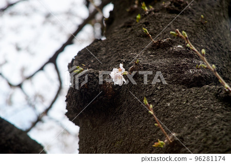 莖，花，櫻花，綻放，吉野櫻花樹，向上，樹皮 96281174