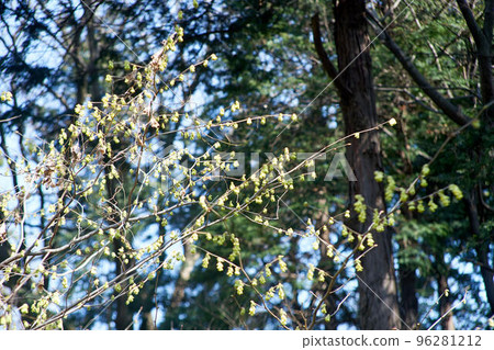 Japanese allspice, flower, yellow, branch, up Japanese allspice, flower, yellow, branch, up 96281212