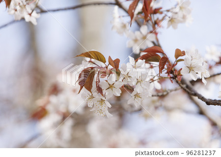 Wild cherry blossoms at Mt. Yoshino in spring Wild cherry blossoms at Mt. Yoshino in spring 96281237
