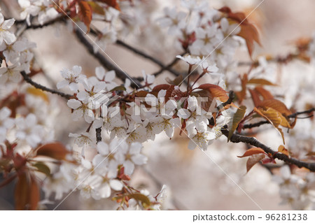 Wild cherry blossoms at Mt. Yoshino in spring Wild cherry blossoms at Mt. Yoshino in spring 96281238