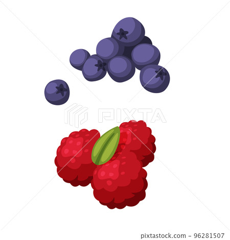 Red Raspberry and Blueberry as Garden Juicy Fruit Vector Set Red Raspberry and Blueberry as Garden Juicy Fruit Vector Set 96281507