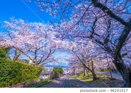 京都Kagei墨水線櫻花樹 96281817