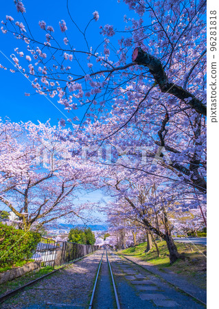 Cherry blossom trees of Kyoto Kagei Ink Line 96281818