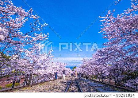 Cherry blossom trees of Kyoto Kagei Ink Line 96281934