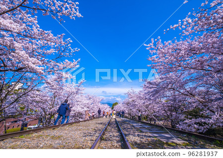 京都Kagei墨水線櫻花樹 京都Kagei墨水線櫻花樹 96281937